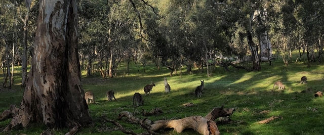 Gresswell Hill Nature Conservation Reserve Logo