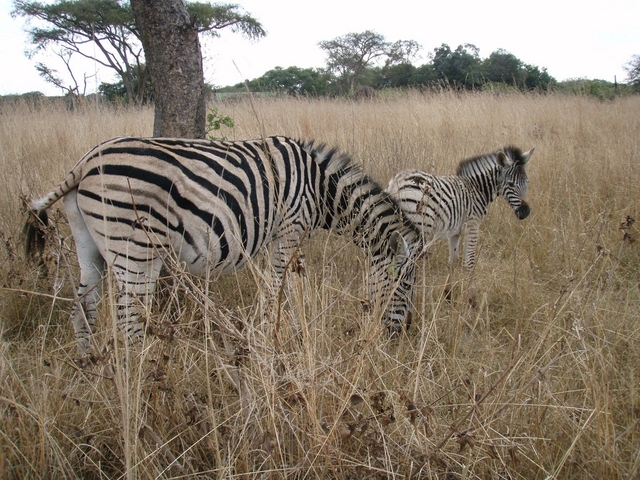 Mbizi Game Park Logo