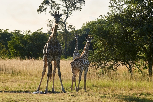 Jabulani Safaris Logo