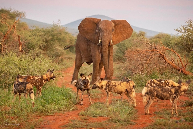 Madikwe Game Reserve Logo