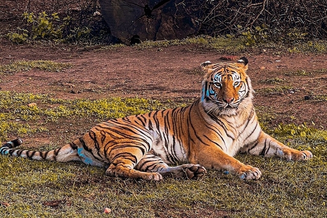 Cango Wildlife Ranch Logo