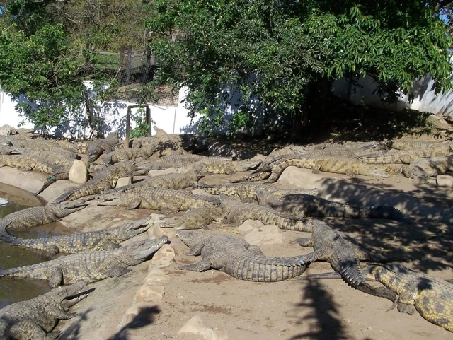 Crocodile Creek Logo