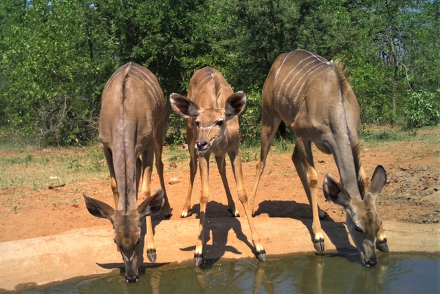 Selati Game Reserve Logo