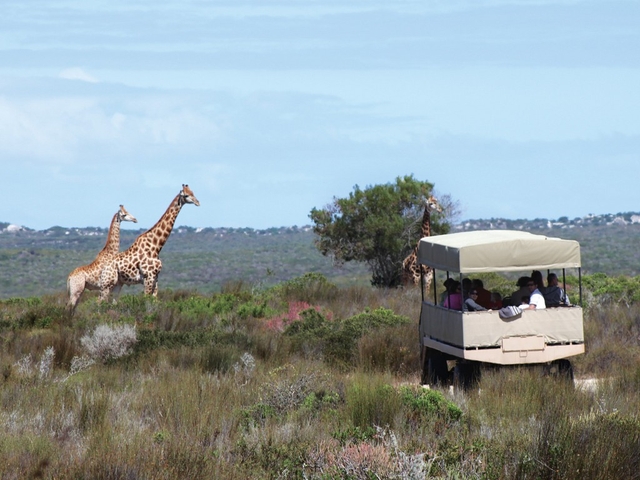 Buffelsfontein Game & Nature Reserve Logo