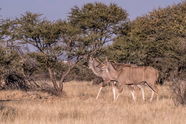 Marrick Safari Logo