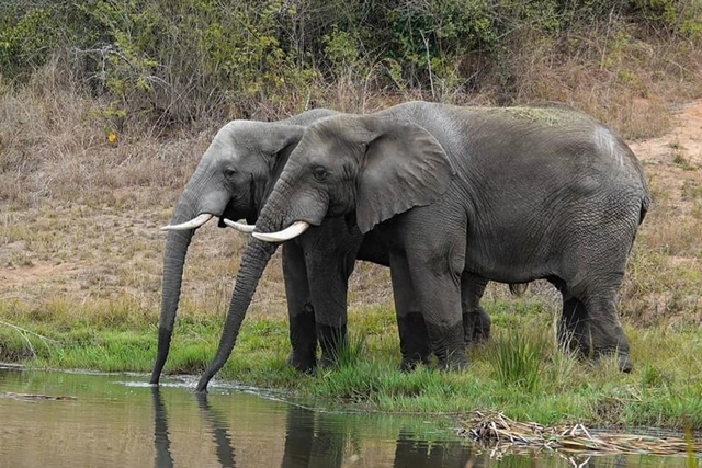 Elephant Sanctuary Hartbeespoort Logo