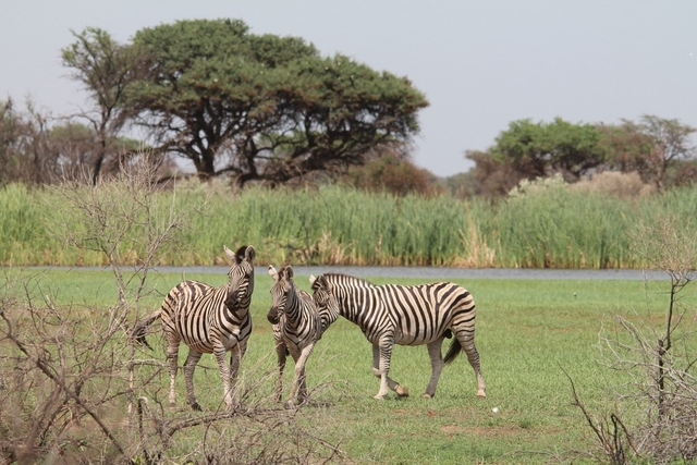 Mattanu Private Game Reserve Logo