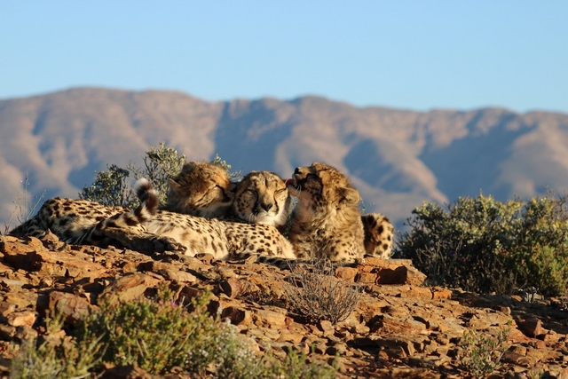 Sanbona Wildlife Reserve Logo