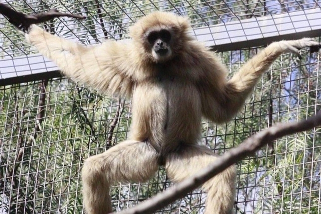 Benoni Monkey And Bird Park Logo