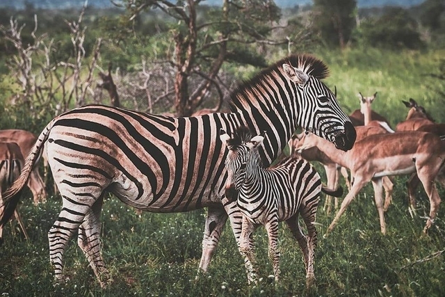 Kruger National Park Logo