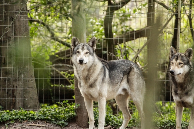 Garden Route Wolf Sanctuary Logo