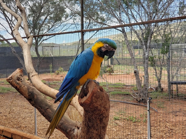 Gouritz Lion Bird and Reptile Park Logo