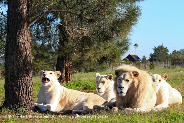 Drakenstein Lion Park Logo