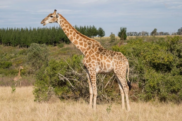 Plettenberg Bay Game Reserve Logo