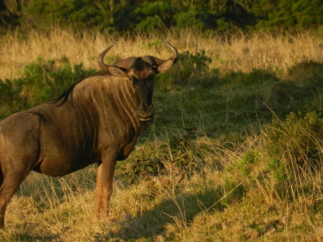 Inkwenkwezi Private Game Reserve Logo