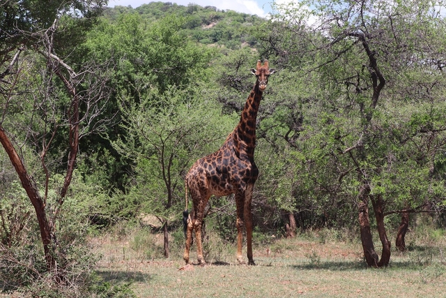 Mokopane Biodiversity Conservation Centre Logo