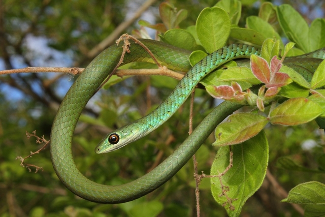 Le Bonheur Reptiles and Adventures Logo