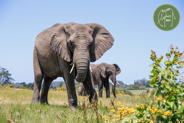 Knysna Elephant Park Logo