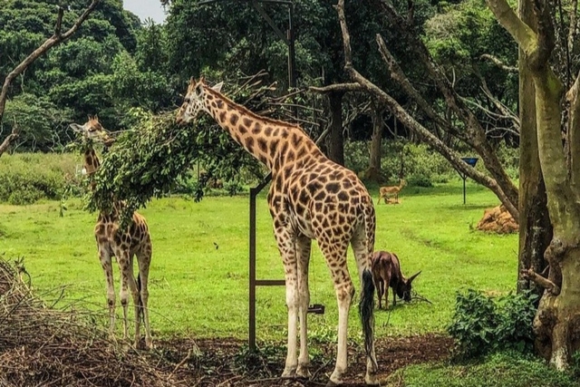 Uganda Wildlife Conservation Education Centre Logo