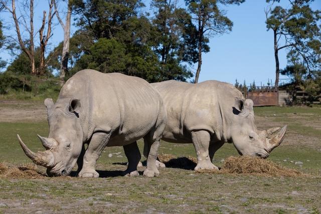 Orana Wildlife Park Logo