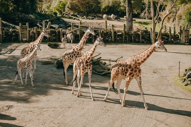 Auckland Zoo Logo