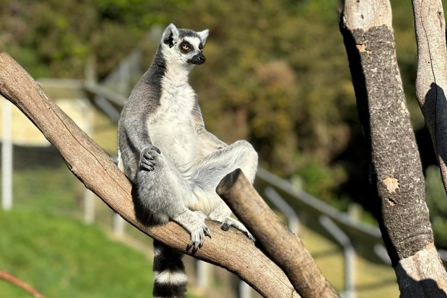 Wellington Zoo Logo