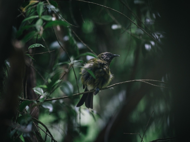 Virginia Lake Aviary Logo