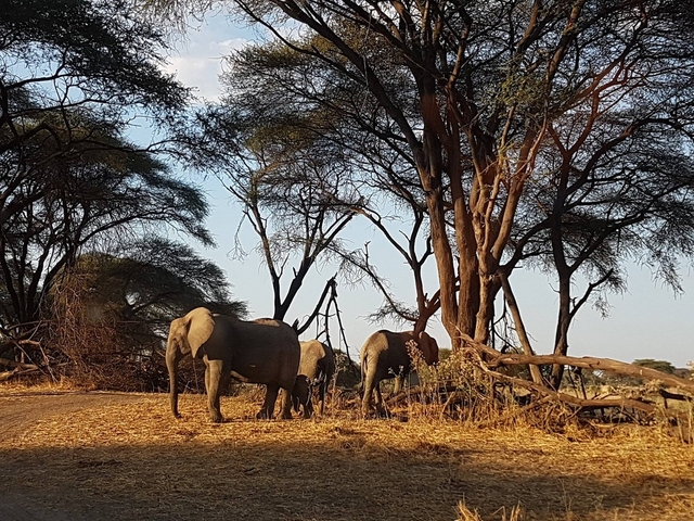 Ruaha National Park Logo