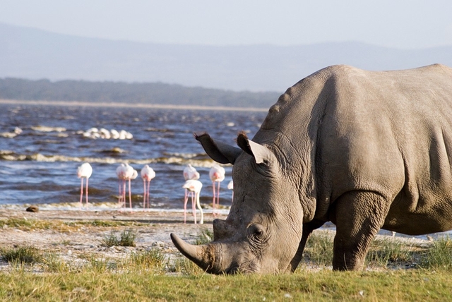 Lake Nakuru National Park Logo