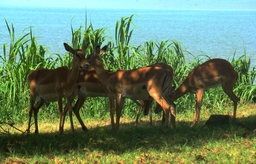 Kisumu Impala Sanctuary Logo