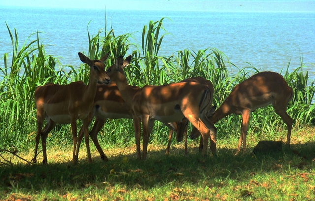 Kisumu Impala Sanctuary Logo