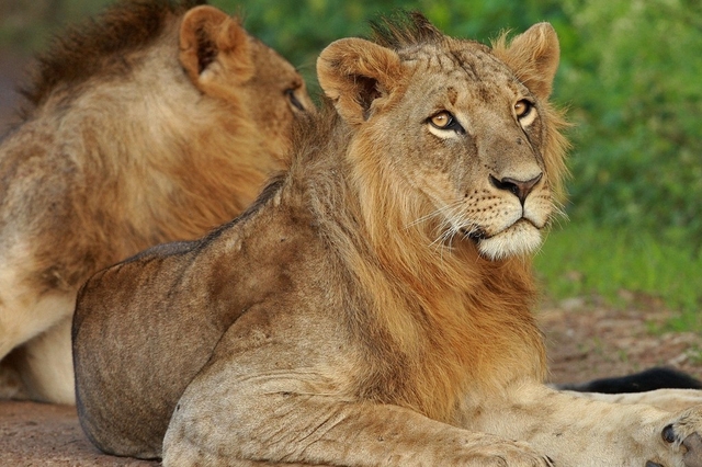 Nairobi National Park Logo