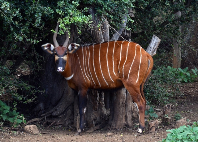 Mount Kenya Wildlife Conservancy Logo