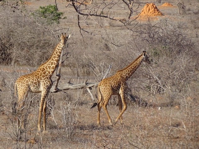 Galana Wildlife Conservancy Logo