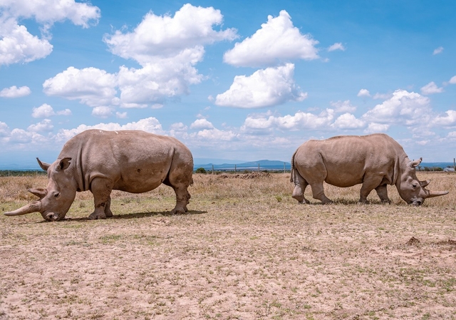 Ol Pejeta Conservancy Logo