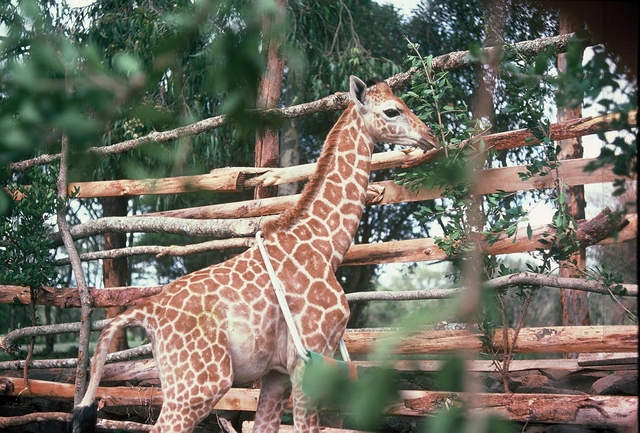 Giraffe Centre Logo