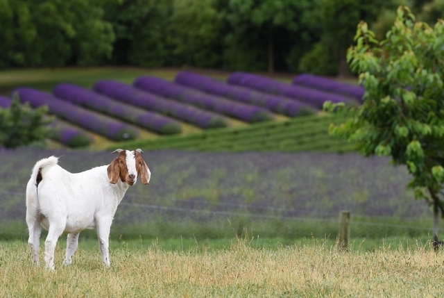 Wanaka Lavender Farm Logo