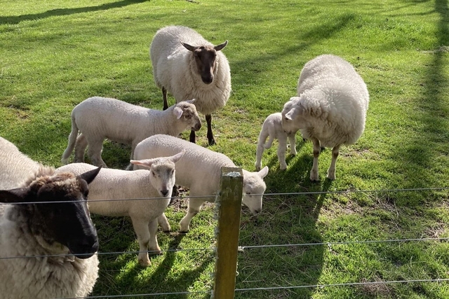 Lilliput Taupo Animal Park Logo