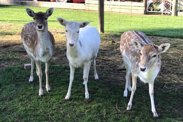 Skipton Animal Park Logo