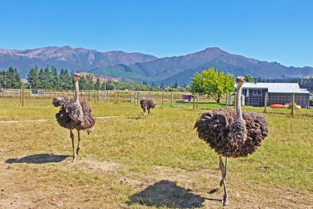 Hanmer Springs Animal Park Logo