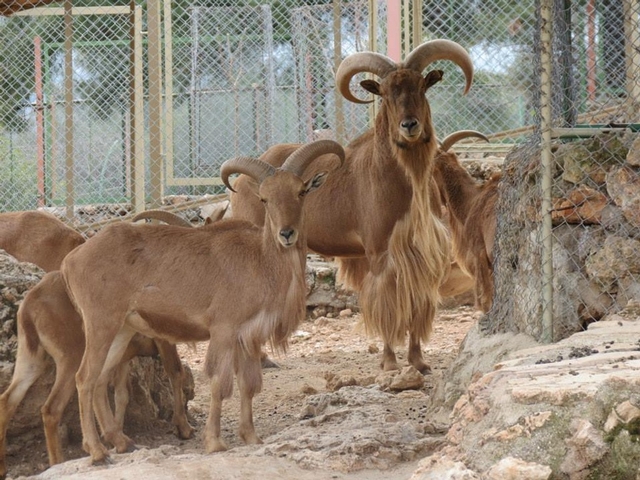 Antalya Zoo Logo