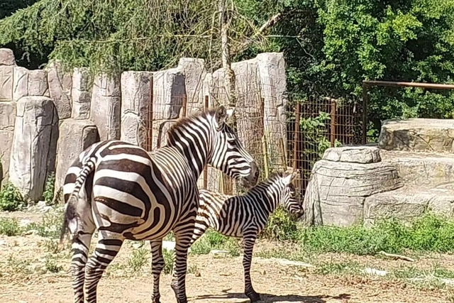 Polonezkoy Zoo Logo