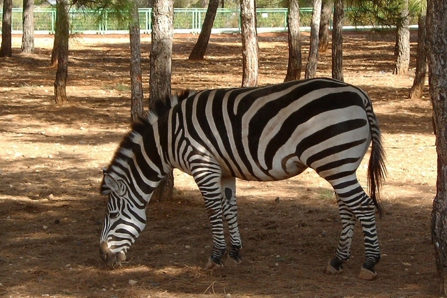 Gaziantep Metropolitan Municipality Zoo Logo