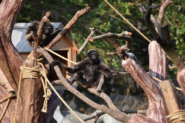 Hsinchu Zoo Logo