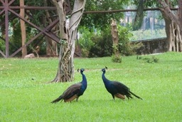 Chainat Bird Park Logo