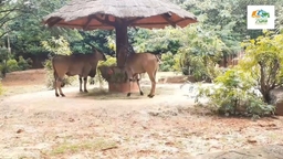 Nakhon Ratchasima Zoo Logo