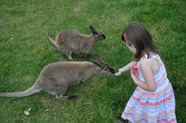 EnkleDooVery Korna Wallaby Park Logo