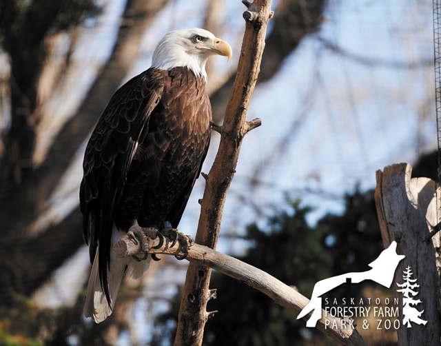 Saskatoon Forestry Farm Park & Zoo Logo