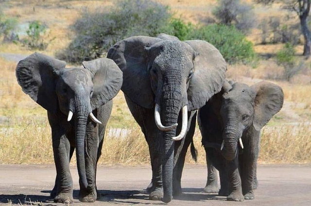 Lake Manyara National Park Logo