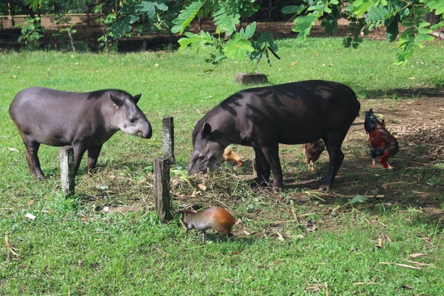 Paramaribo Zoo Logo